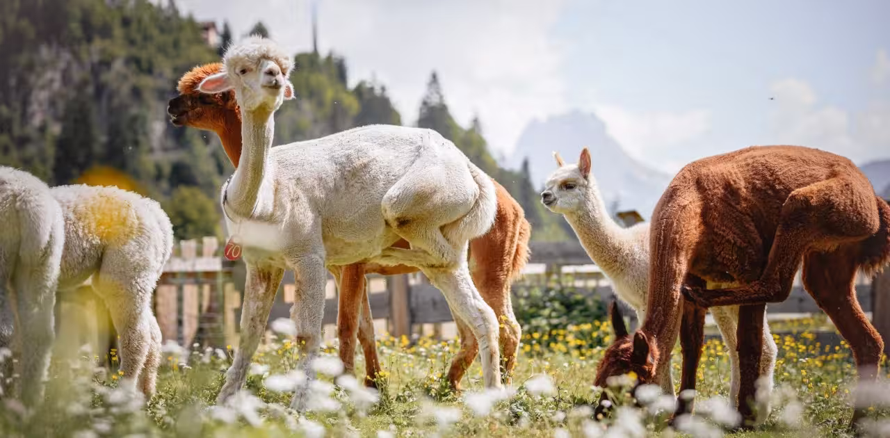 Beyond the Slopes: Alpaca Trekking in Val Gardena
